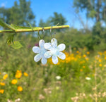 SUMMER THING DAISY