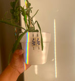 Snakes In The Garden